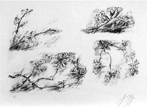 Das Feuerzeug: "Bltenzweig"